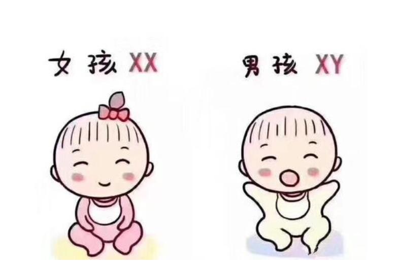 赤水捐卵费用