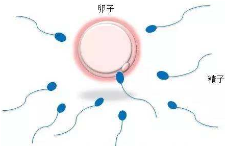 合肥代生