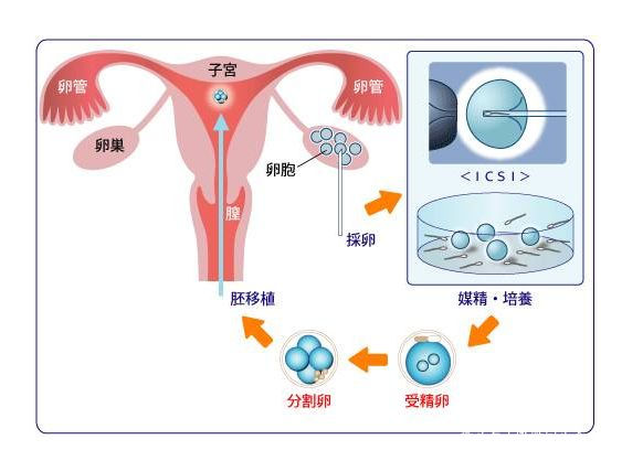 上海供卵公司