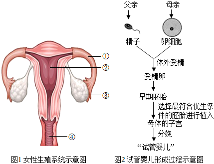 男子不孕