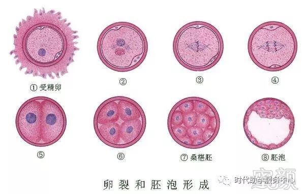 韶关有偿招聘捐卵女孩