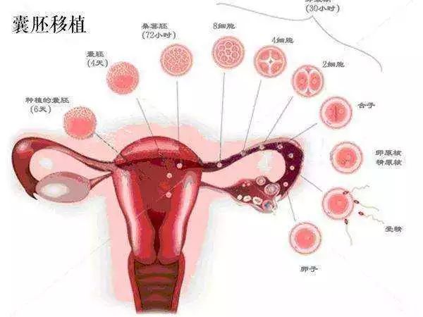 武汉有偿招聘捐卵女孩