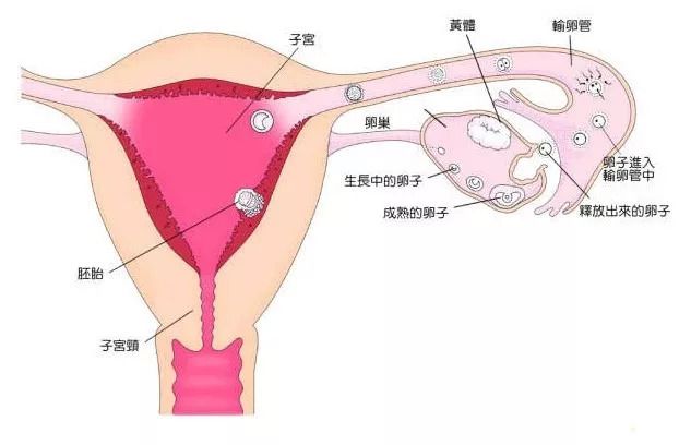 郑州招聘捐卵女孩